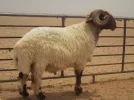 KZzCdMN.webp
