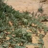 لاند مارك 1.webp