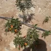 لاند مارك 3.webp