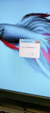 00000.webp