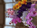 ziad-133847987466.webp