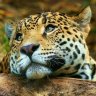 مصرى ولى الفخر