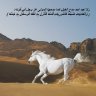 القعقاع اليمانى
