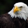 EAGLE_2006