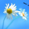 Omar Saifan