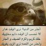 alitubail