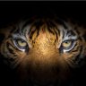 TIGER4ALEX