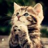 Hamzeh_abklb