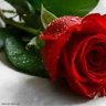 RoseMarry