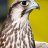 malek_39