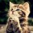 Hamzeh_abklb