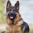 GermanShepherd